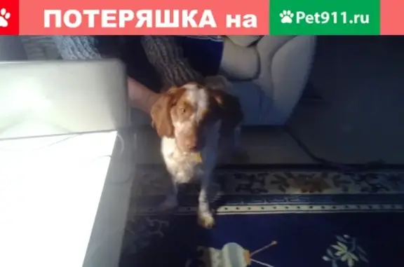 Собака Кокер спаниель найдена в селе Льва Толстого, Калужская область