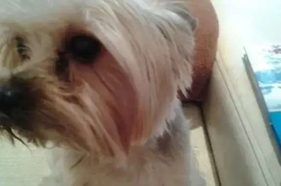 Собаки потеряшки, Липецк, фото: Потеряшка собака в Липецке на Мичурина