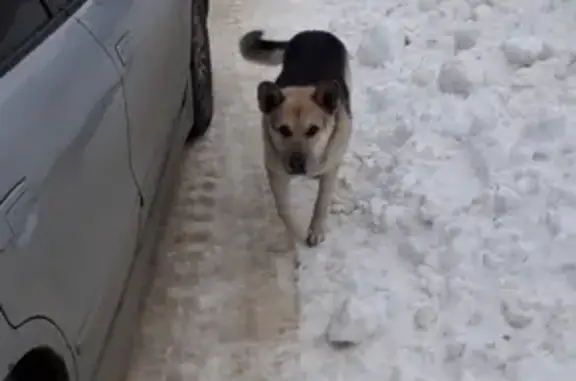 Собака найдена в Торжоке, ищем владельца!