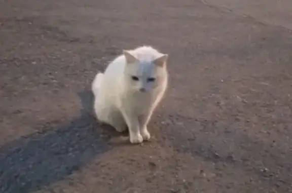 Найдена беленькая кошка в Новороссийске