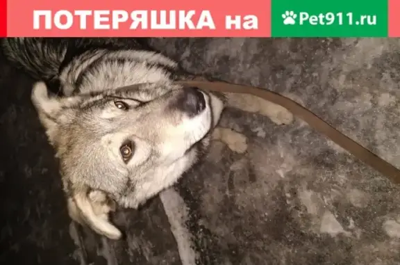 Найдена домашняя собака на ул. Восстания, Казань