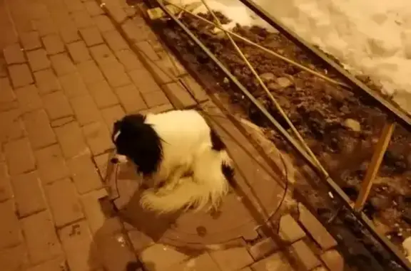 Найдена собака на ул. 9 Января, Воронеж