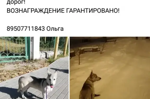 Пропала собака в Воронеже - щенок Тиша, вознаграждение гарантировано!