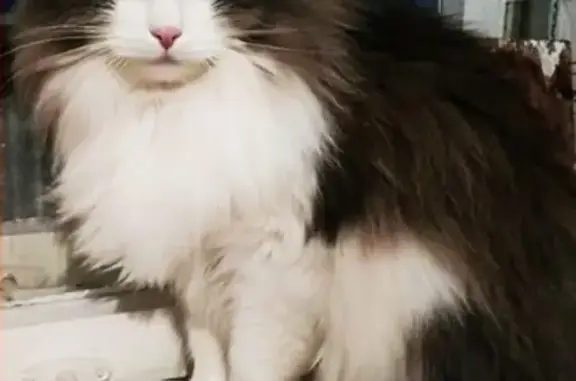 Кошки потеряшки, Кострома, фото: Потеряшка кот на Некрасовском шоссе