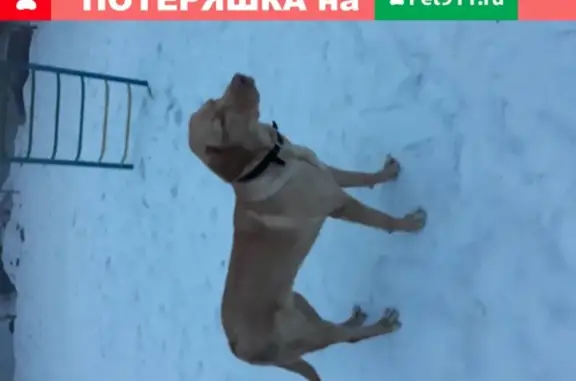 Собака-лабрадор с ошейником найдена в Туле