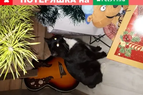 Объявления о пропавших и найденных животных, Чигири, фото: Пропал кот в Чигири, Центральная ул., 31