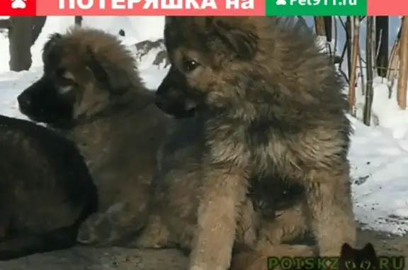 Собаки ищут дом в Нижнем Тагиле
