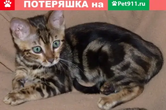 Найдена кошка на Ул. Луговая