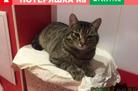 Найдена кошка на ул. Сибирской в Томске