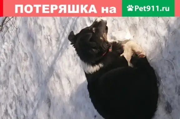 Собака с ошейником у Новоузенской 8.