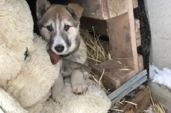 Пропала собака Лорд в Краснослободске, Республика Мордовия