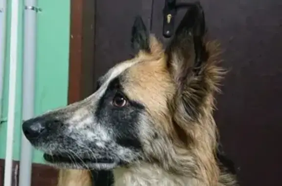 Найдена собака в Раменском на Коммунистической