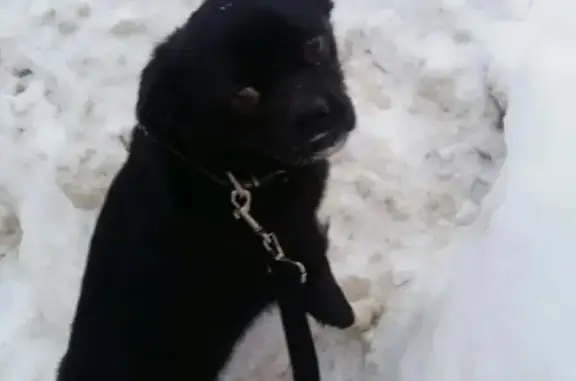 Найдена собака на ул. Марины Расковой/50 лет Октября в Саранске