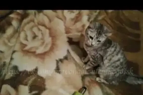 Пропала кошка в Лениногорске, в районе оврага