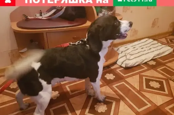 Найден щенок на остановке Павловского в Новокузнецке