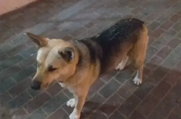 Найдена собака на Фрунзе, 10.02 в 23:30