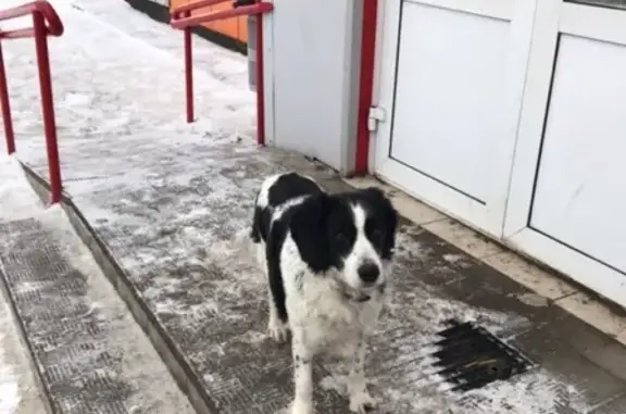 Найдена собака у магазина 