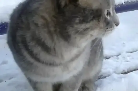 Пропал кот БАРСИК в Бузулуке.