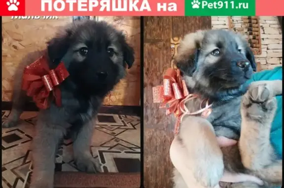 Пропала собака в Вилючинске, помогите найти!