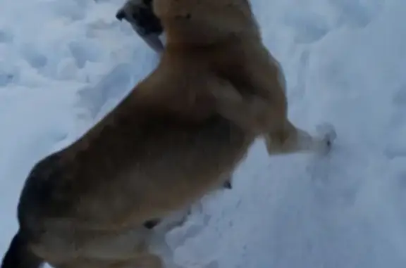 Найдена собака в ЛО, Ломоносовский район