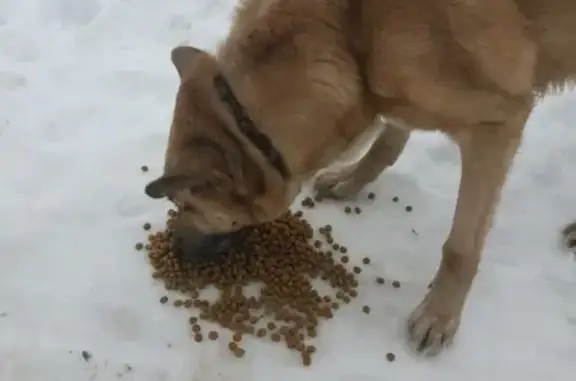 Найдена рыжая собака в СПб, Кировский район