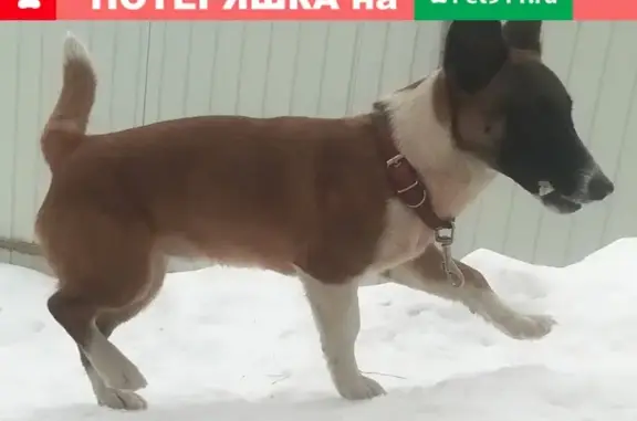 Найдена собака на ул. Серафима Саровского, Воронеж