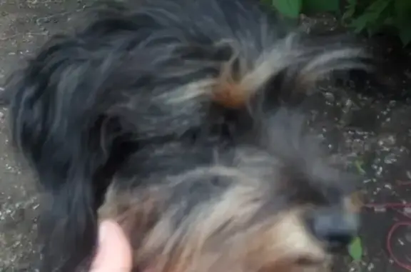 Пропала собака в Песчанке, Забайкальский край.