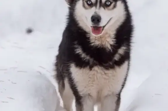Найдена собака, Красново, фото: Найден молодой кобель хаски в Красново, Тверская область
