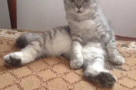 Кошки потеряшки, Прохладный, фото: Потеряшка кошка на ул. Кныш в Прималкинском, нужен уход