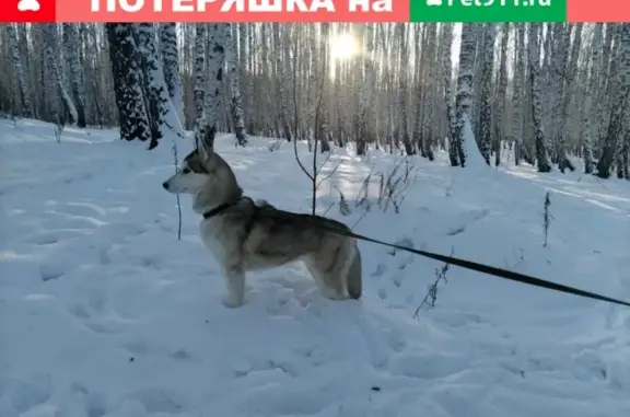 Пропала собака Лори, район Краснопольский 1Б, Челябинск.