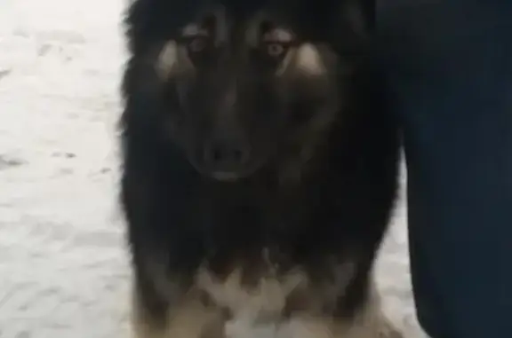 Пропала собака в Йошкар-Оле!