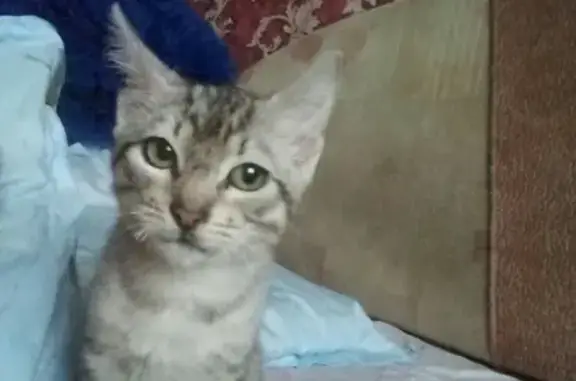 Найден домашний котенок в Калининграде.