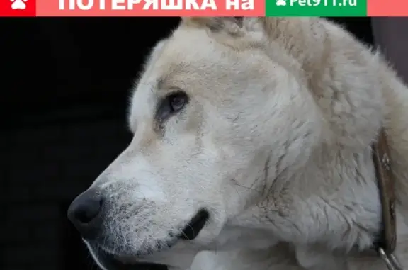 Пропала собака породы алабай в районе 1-й дачной, Саратов