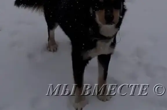 Собаки потеряшки, Масловское, фото: Потеряшка собака в Торжокском районе, деревня Макарьино - розыск!