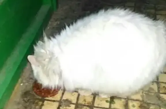 Пропала кошка в Яхроме, Московская обл.