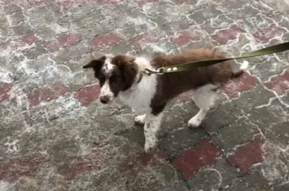 Найдена собака на остановке в Пензе