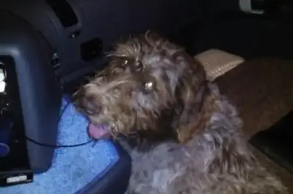 Найдена собака на Правобережном тракте, контактный телефон