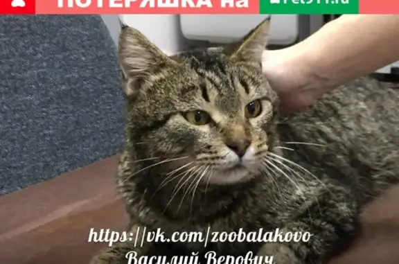 Найден кот Василий Верович около ТЦ 