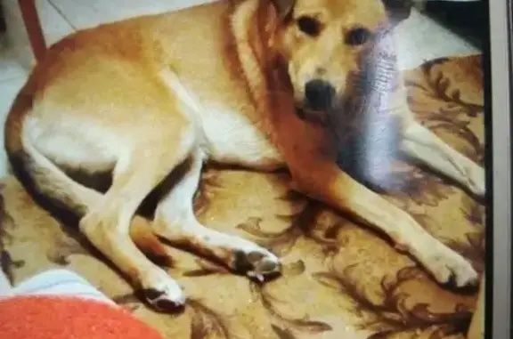 Пропала собака в Калуге на улице Кукареки