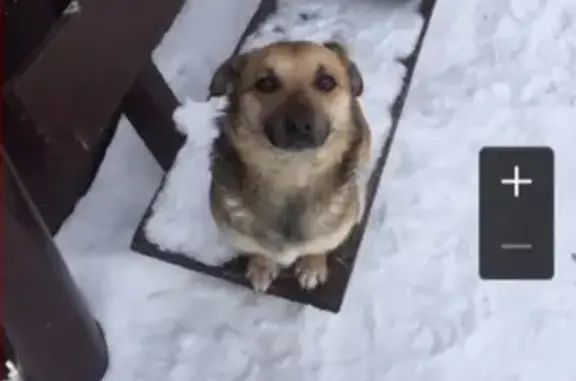 Собаки потеряшки, Чердаклы, фото: Потеряшка маленький пёс Тошка на ул. Колхозной в Чердаклах