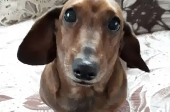 Собаки потеряшки, Москва, фото: Потеряшка такса Мася в д. Шарапово, новая Москва