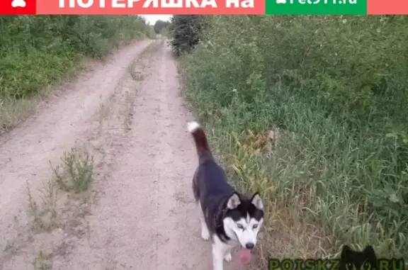 Собаки потеряшки, Димитровград (Ульяновская обл.), фото: Потеряшка хаски возрастная, район леса, Ульяновская область