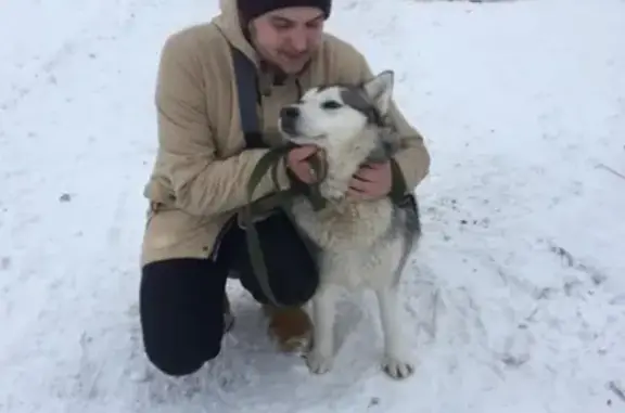 Пропала собака в Набережных Челнах