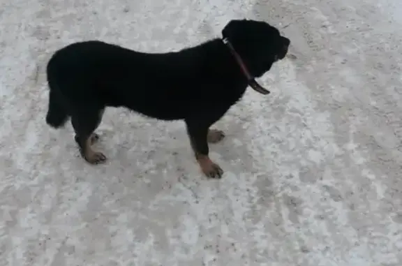 Найдена собака с ошейником в Йошкар-Оле