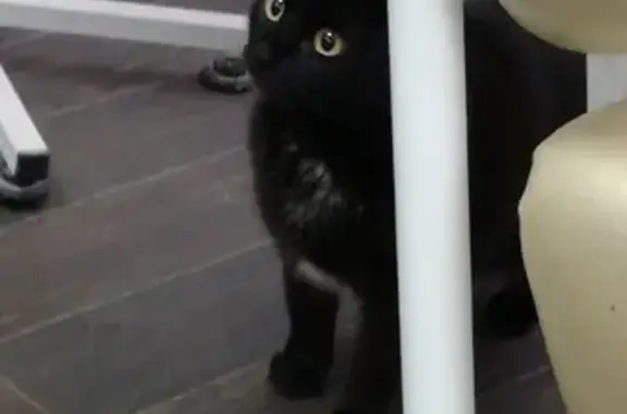 Найдена кошка в Тольятти, ищем хозяев или новый дом!