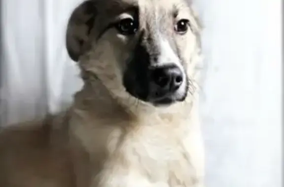Найдена собака Капа в Краснодаре, ищет хозяев.