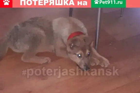 Найдена добрая щеночка в Новосибирске