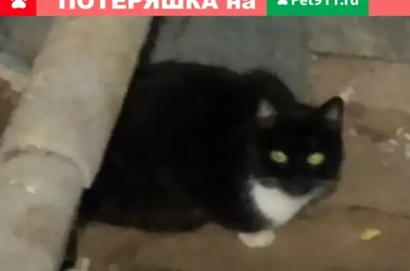 Найдена кошка на Подольской улице в СПб