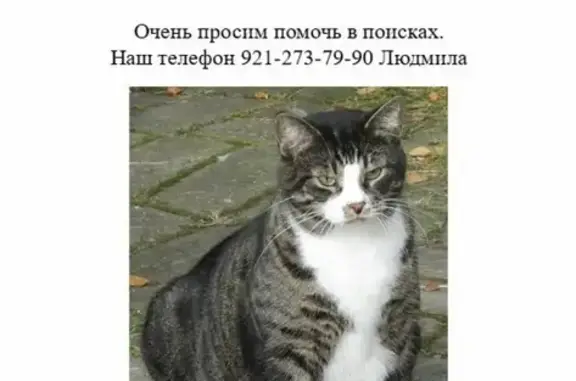 Пропал кот на ул. Баумана, 15 в Мурманске