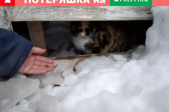 Найдена кошка около Даниловской улицы, ищем хозяев!